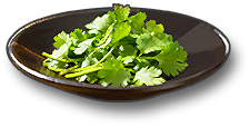 Coriander